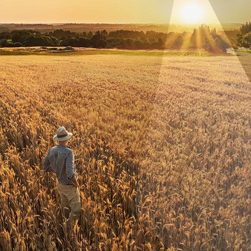 Landwirtschaft